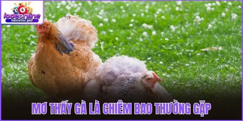 Mơ thấy gà là chiêm bao thường gặp